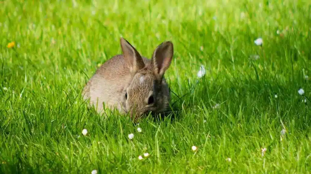 feeding-rabbits-a-high-in-raw-fiber-diet-is-essential- to-basic-rabbit-care