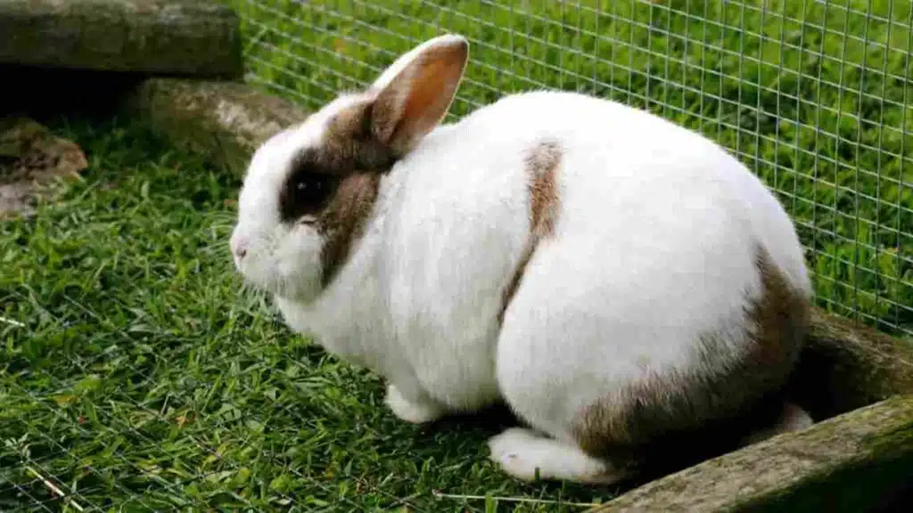 keeping-rabbits-outside-needs-greater-daly-attention-to-their-basic-care